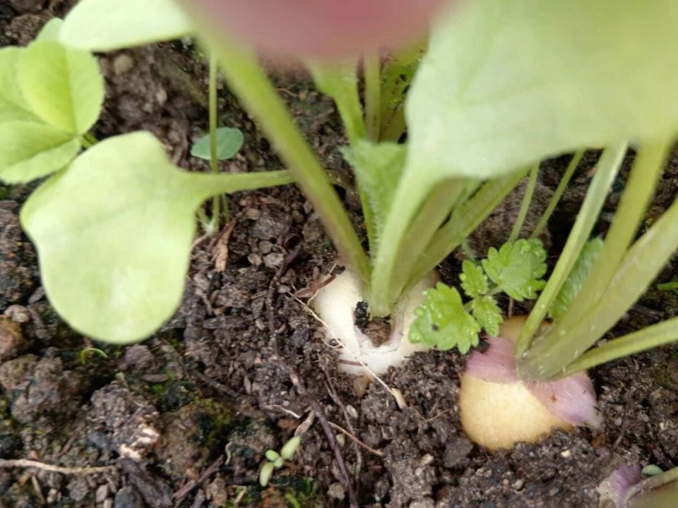 ��� ������� �������� ����� � �������: ������� ������� ��������