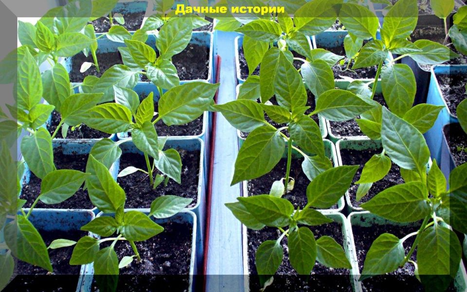 ��� �������� ����� ���������������� ���������� ��� ����������� �������