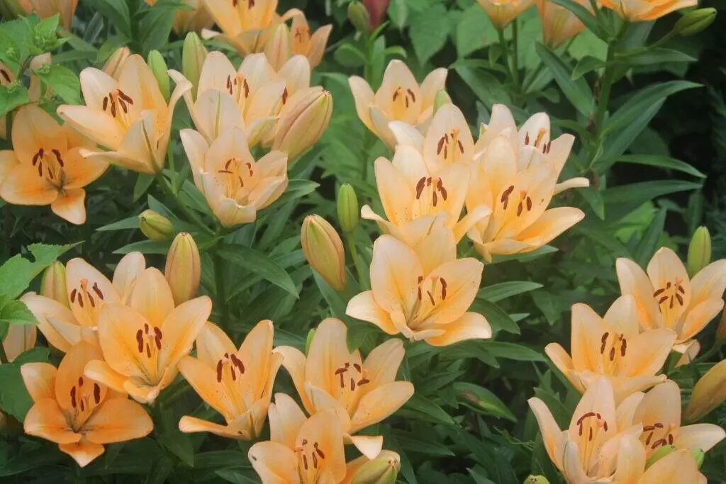 Тайны старого сада: как зелень превращает пространство в оазис уюта