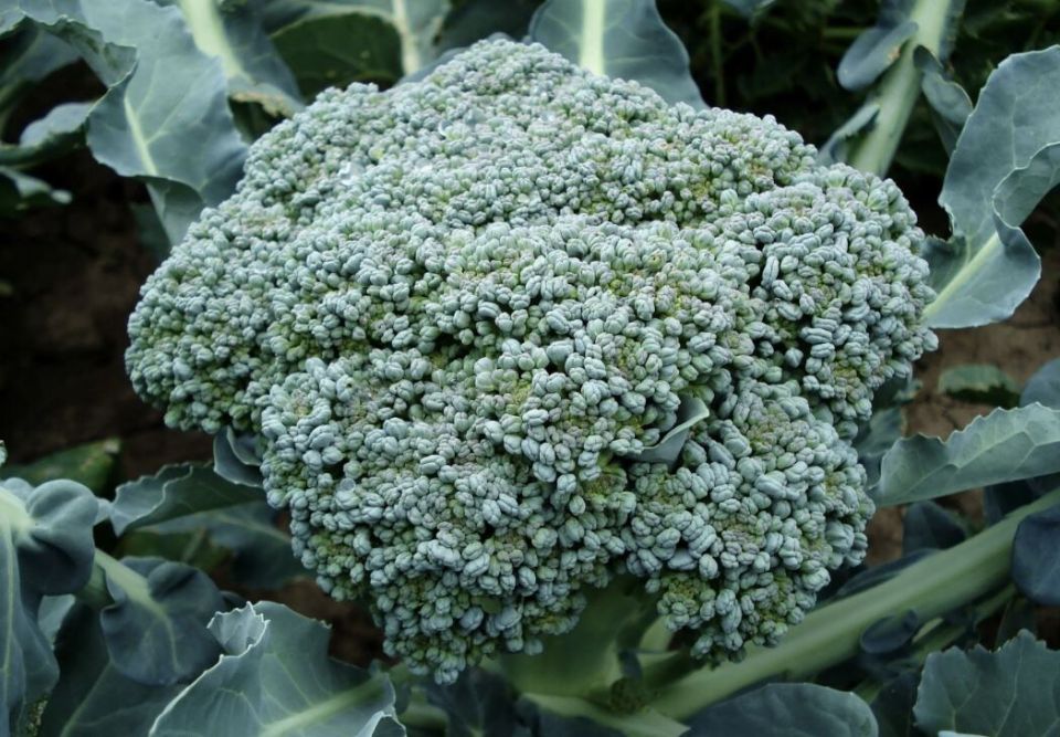 ������ ��������: ��� �������� ������� � �������