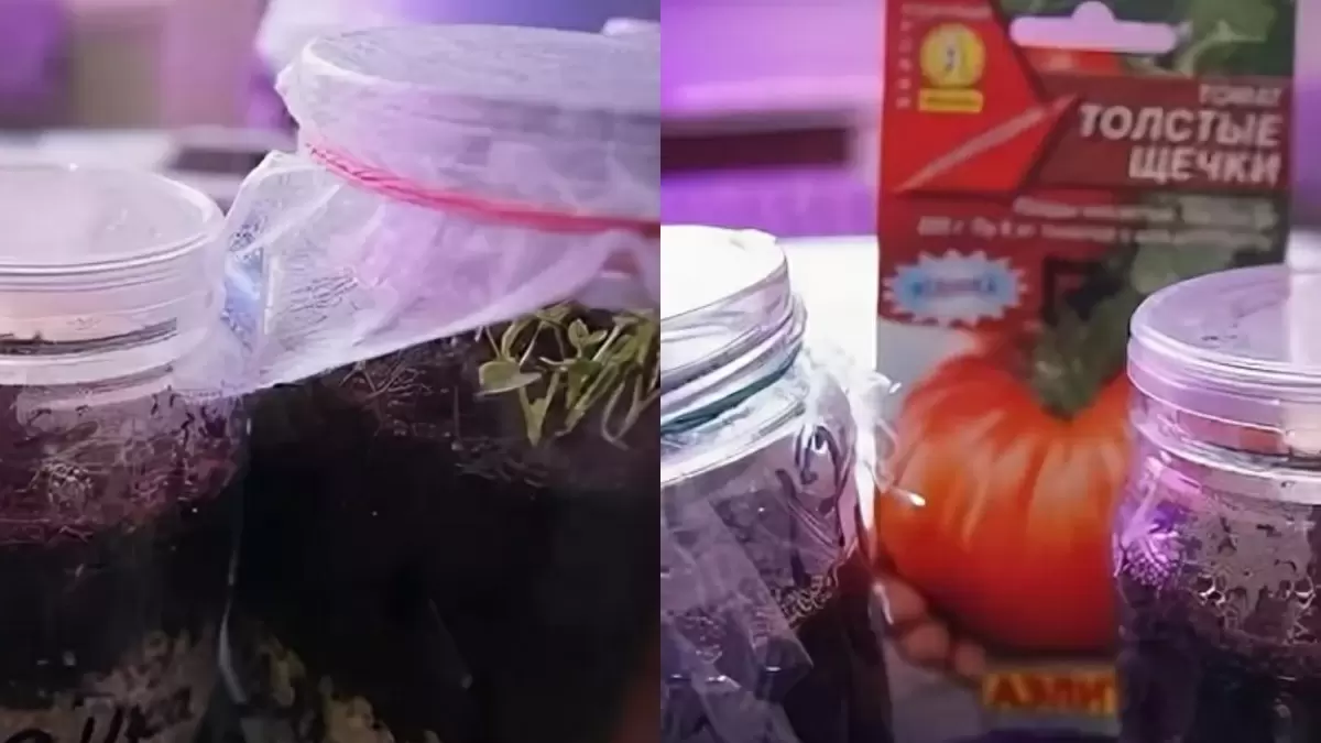 Как проращивание томатов в банках изменит ваш опыт садоводства