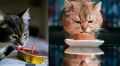Почему коты предпочитают есть в компании хозяев