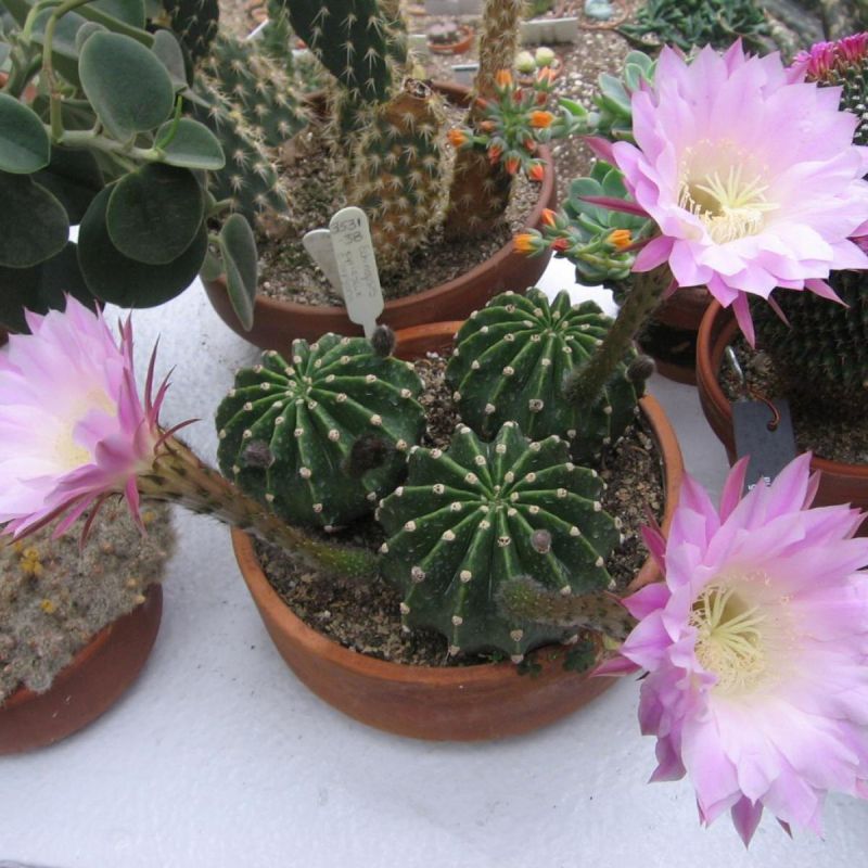 ��������� ��������: ������ ���� ����� �� ���������