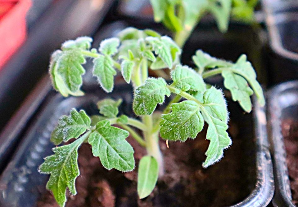 ������ ����������� ����� � ���� � ������� � ��� ��������� ������� ��� ��������