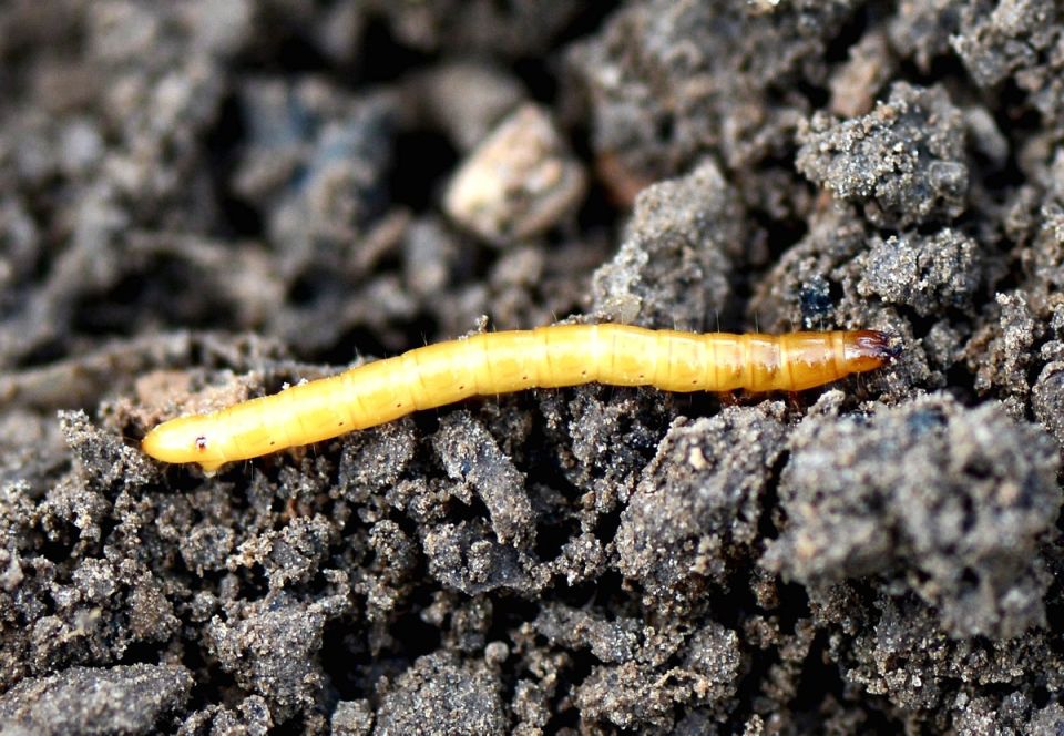 ��� ������� ���� �������� ��������� � ������ � �������������: ������� ��������