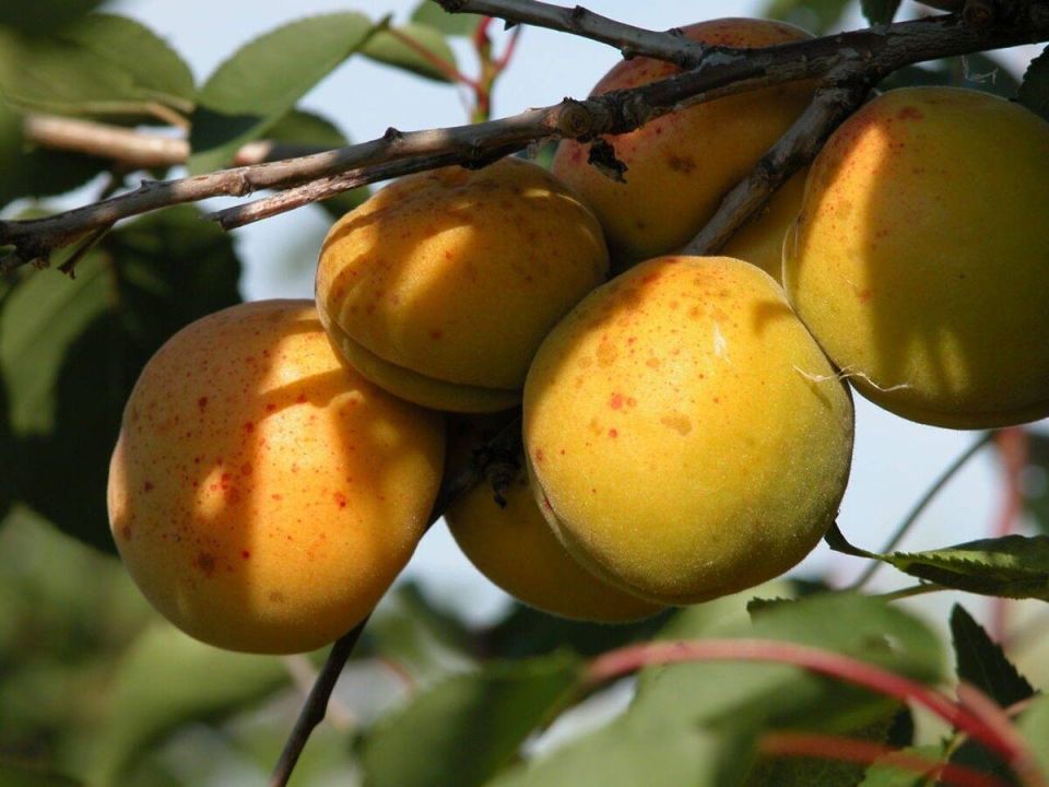 ��� ������ � ���������� � ������: ������ � ������������ ��� ��������