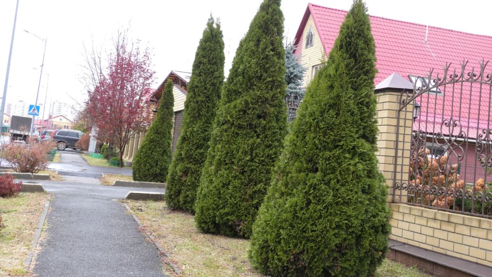 ���� �� ����� ������: ��� ��������� ������ ���� ����