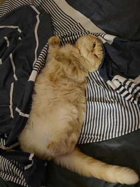 Доброе утро, друзья!. 11 апреля — Праздник неумелых рук, День трёх драконов, Всемирный день анимешника и Международный день освобождения узников фашистских концлагерей