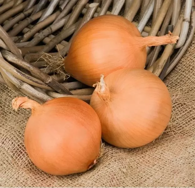 Лук Есаул: особенности позднеспелого гибрида с уникальными характеристиками