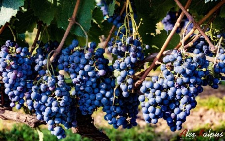 Вина Рачи: Очарование и Тайны Грузинских Сортов