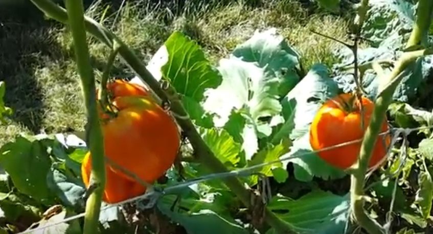 ������� ������� ��� ������ ����: 4 ����� ������� �������, ������� �������� ������