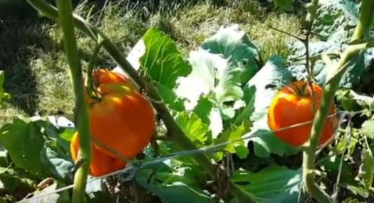 ������� ������� ��� ������ ����: 4 ����� ������� �������, ������� �������� ������