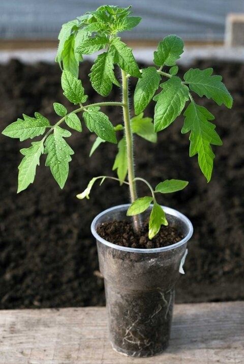 ��������� �������� �������� ��������� �������