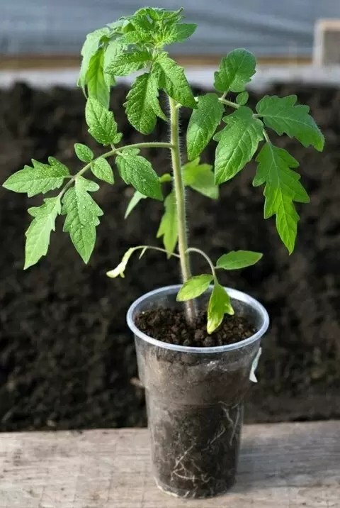 Несколько секретов успешной подкормки рассады