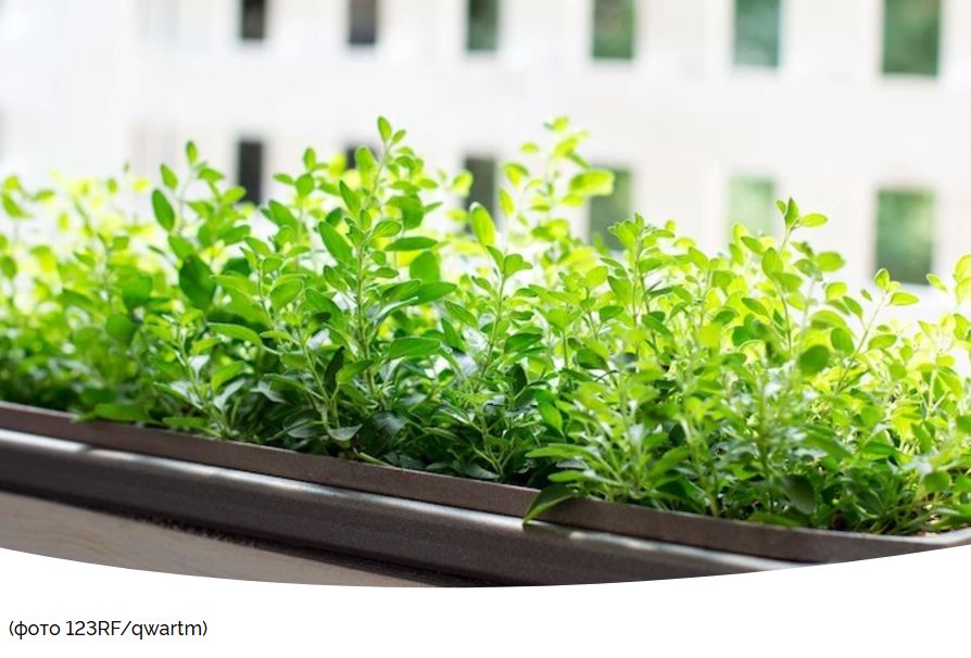 ������� ������ �����: ��� ��������� ������ ������ �� �����������