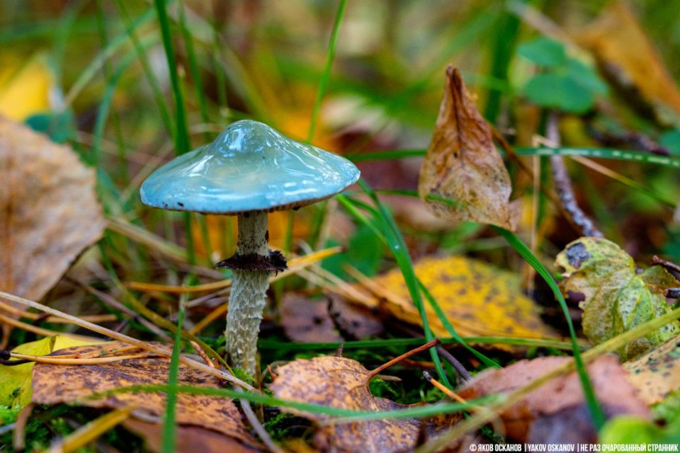 ��������� �����: ��� ���� ����� � ��������� ��������-������