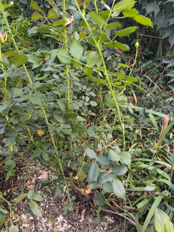 ��� ���������� � ������������� ������ ����: ������� �����