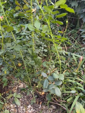 ��� ���������� � ������������� ������ ����: ������� �����