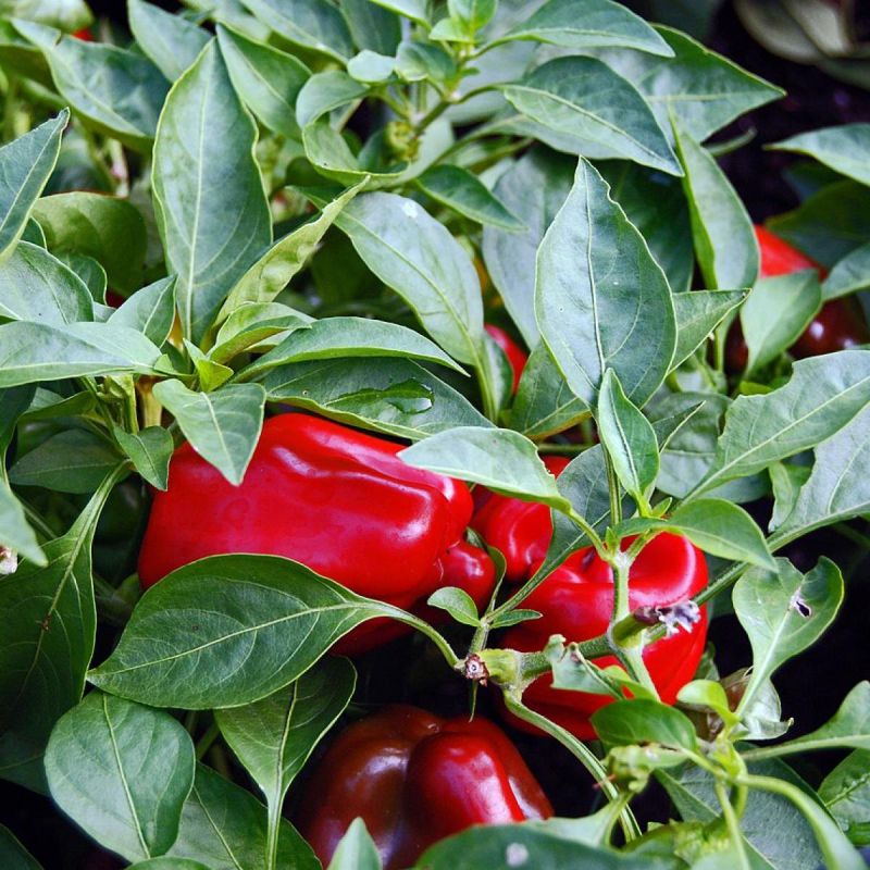 ����������� ����� �������� �����: ������ � ������� �� �� �������