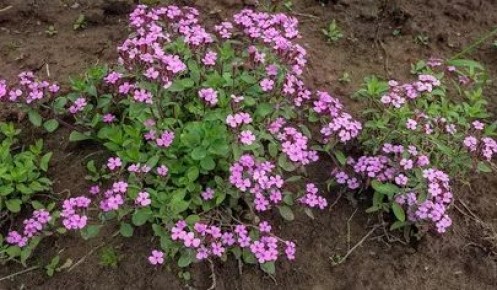 Мыльнянка: как создать волшебство в саду с помощью этого очаровательного растения