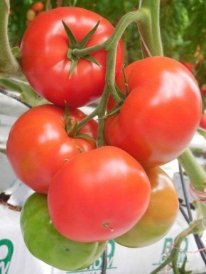 Томат гвидон: универсальность и простота для агрономов