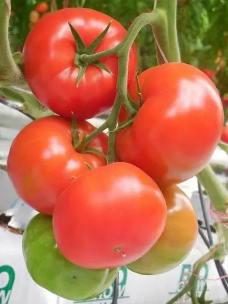 Томат гвидон: универсальность и простота для агрономов