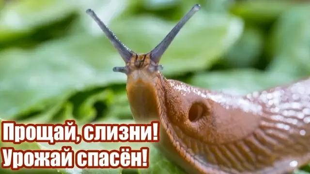 Простое решение против слизней: как кипяток спасет ваш урожай