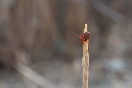 За неделю в Ульяновской области клещи укусили 34 человека, из них 9 детей