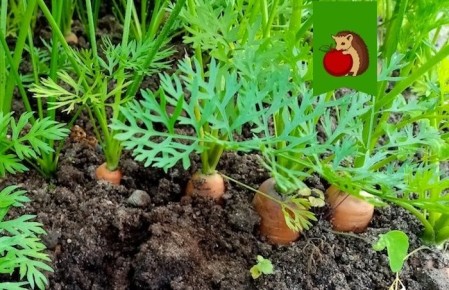 ��������� ������� ��� �������: �������� ������ � ����