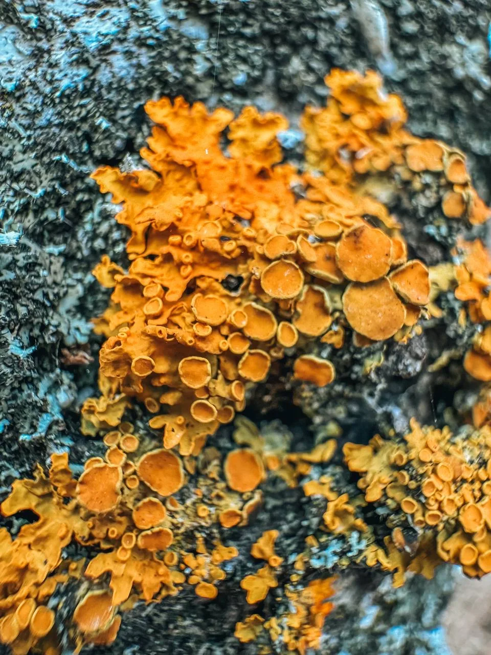 Владимирский сад Ульяновска поделился красотой весенней природы в деталях Владимирский сад Ульяновска поделился красотой весенней природы в деталях