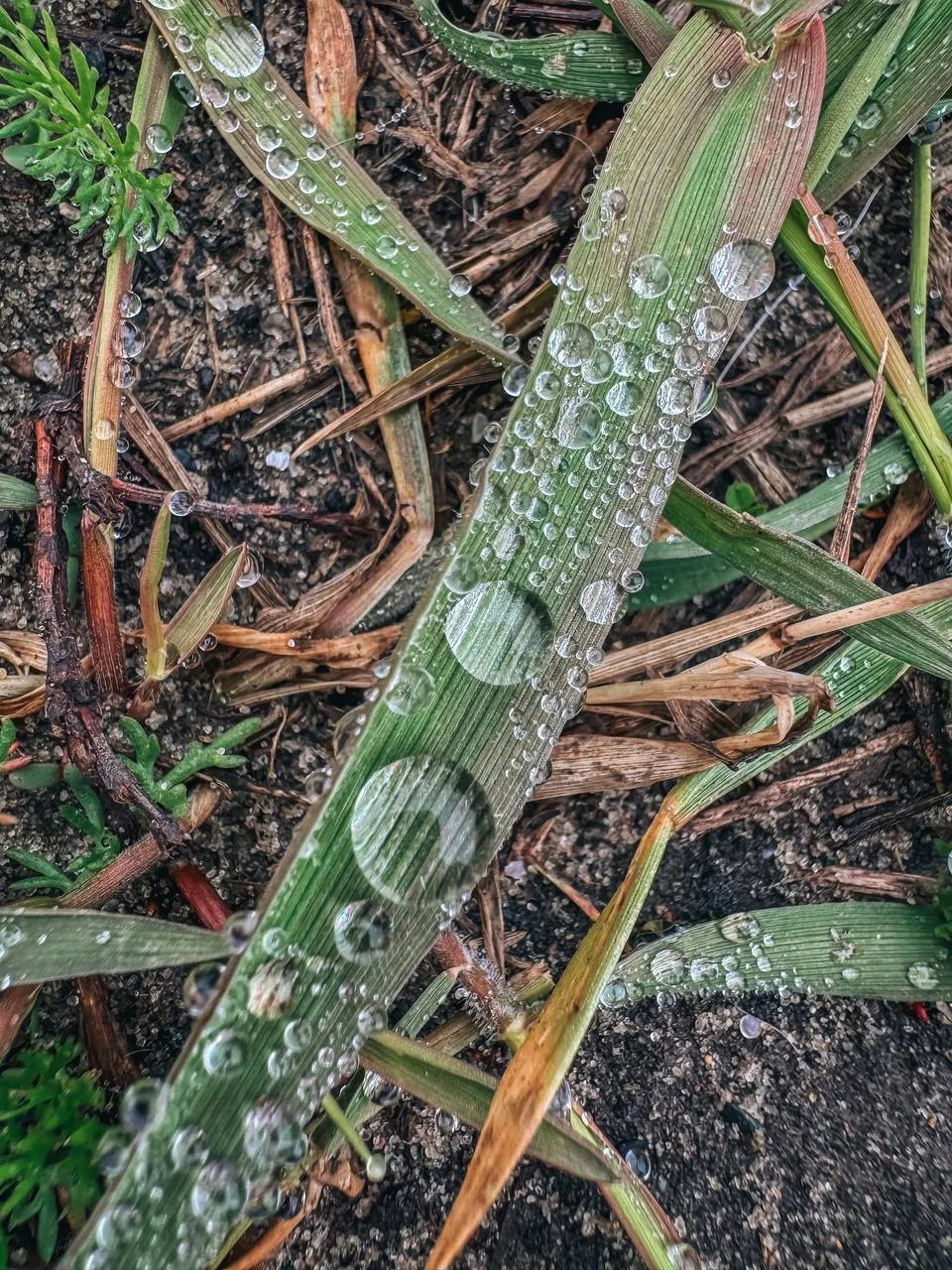 Владимирский сад Ульяновска поделился красотой весенней природы в деталях