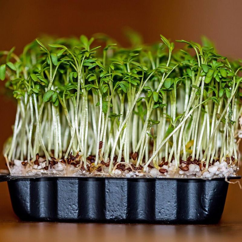 ��� ��������� ����������� �������������: ������� ���� � �������� �� ����� �����