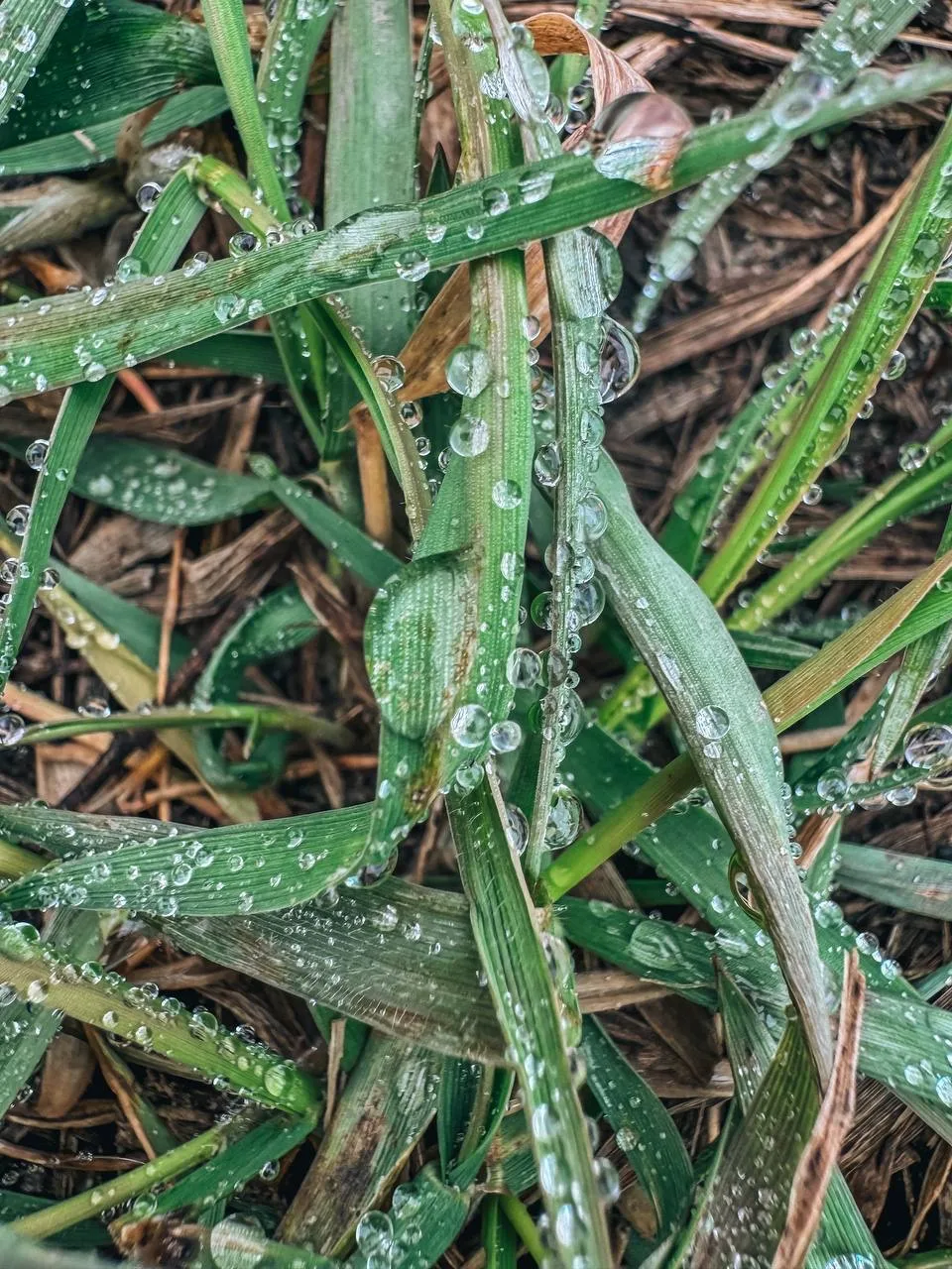 Владимирский сад Ульяновска поделился красотой весенней природы в деталях Владимирский сад Ульяновска поделился красотой весенней природы в деталях