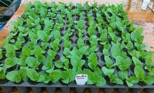 ����������� �������: ������ �� ������� � �����