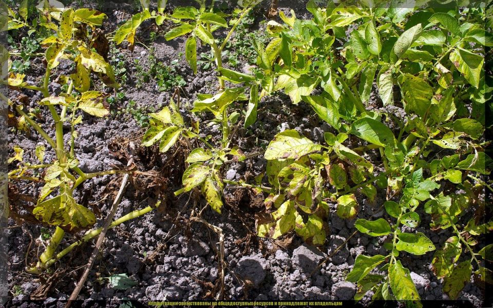 ��� ��������� ������ ���������: ������ �� ������ � ��������� � �����������