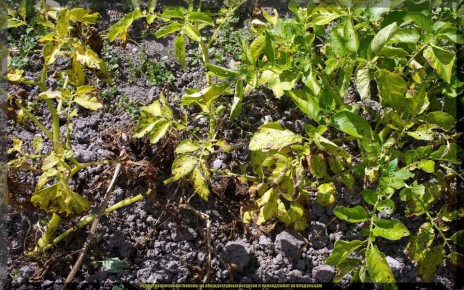 ��� ��������� ������ ���������: ������ �� ������ � ��������� � �����������