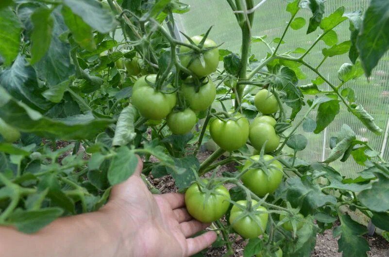 ������� ������� �������: ������� ��������� ������