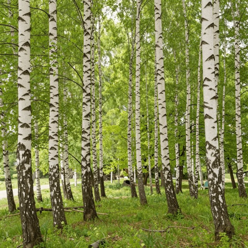 ������ �� �� �������� ��������� ���������� �� ��-�����������?