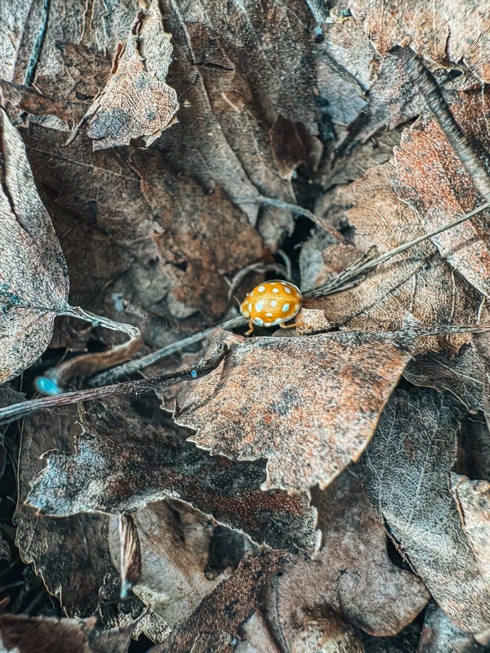 Владимирский сад Ульяновска поделился красотой весенней природы в деталях Владимирский сад Ульяновска поделился красотой весенней природы в деталях