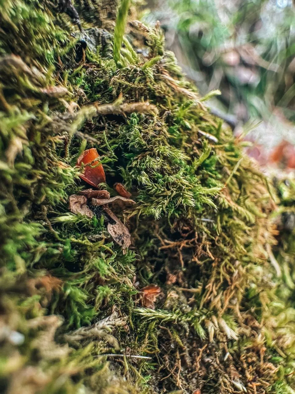 Владимирский сад Ульяновска поделился красотой весенней природы в деталях Владимирский сад Ульяновска поделился красотой весенней природы в деталях