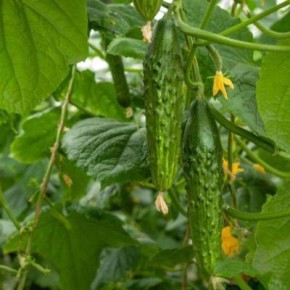 Огурец Колорит: секреты успешного выращивания хрустящих плодов в теплицах