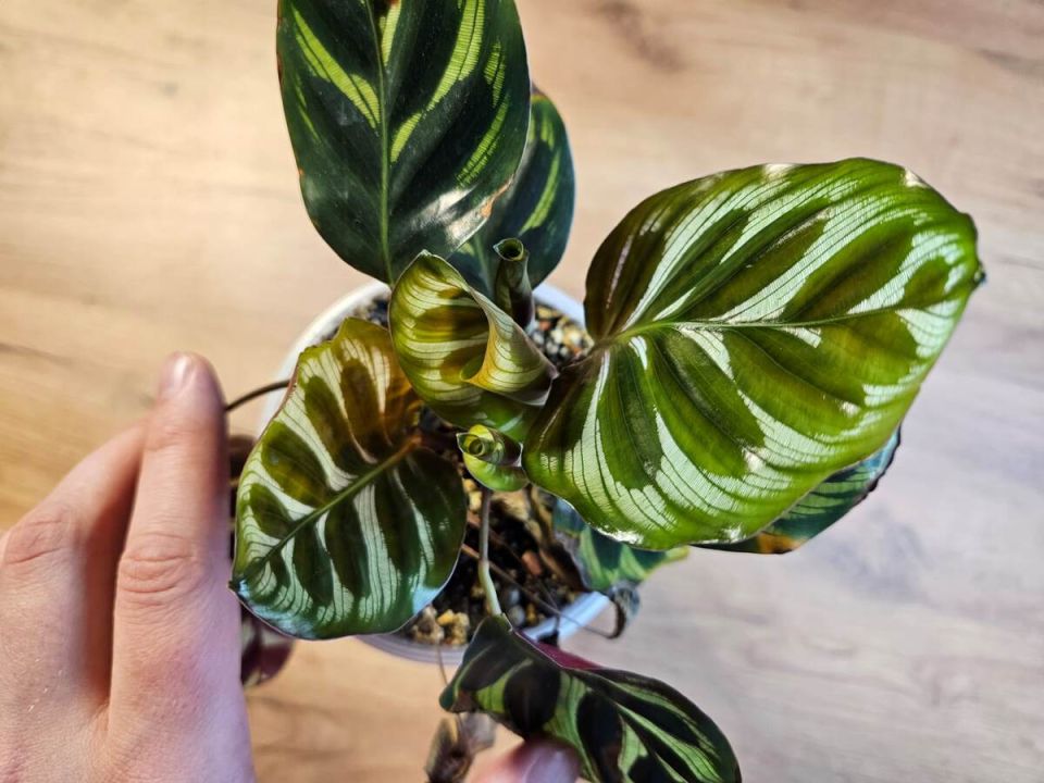 ��������� ������ �������: 10 ��������� ��������, ������� ������� ������� �����