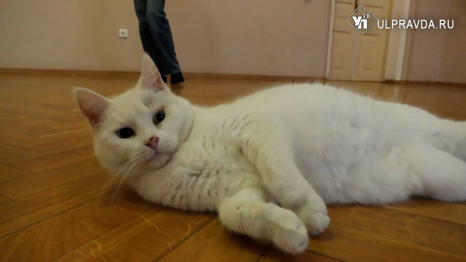 �������� ���������. ����� ���� ����� � ����������� ������