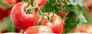 Томаты для открытого грунта: лучшие сорта для вашего огорода в 2025 году