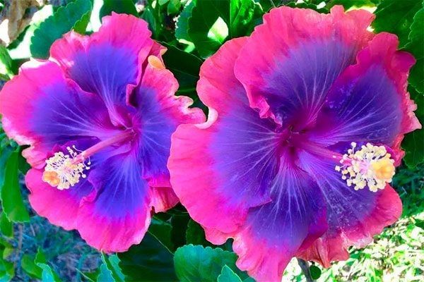 ������� ���������� ����� ���������: ��� � ��� ��������� ��� ����������