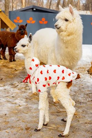 � ����������� ����� ������ ������� ����