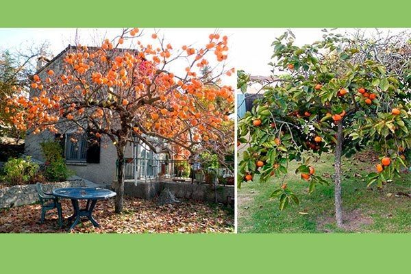 ���������� ������� �����: ���� � ��������� ������ � ��������� ������