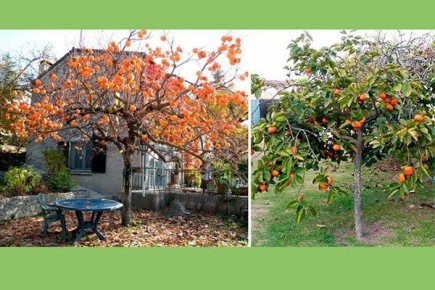 ���������� ������� �����: ���� � ��������� ������ � ��������� ������