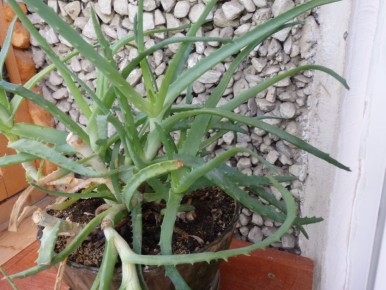 ������ ���������� ��� �������� � �������