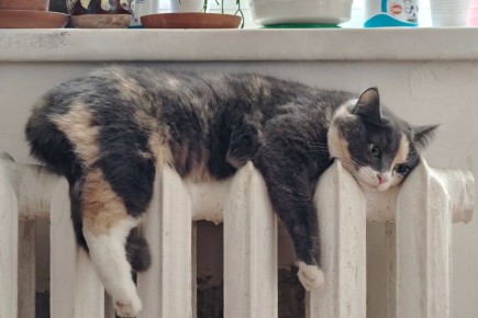 ����� �������� ��������� � ���������� � 2026 ����: ������ ������ ������ �� ������� � ����������� ������������� ������